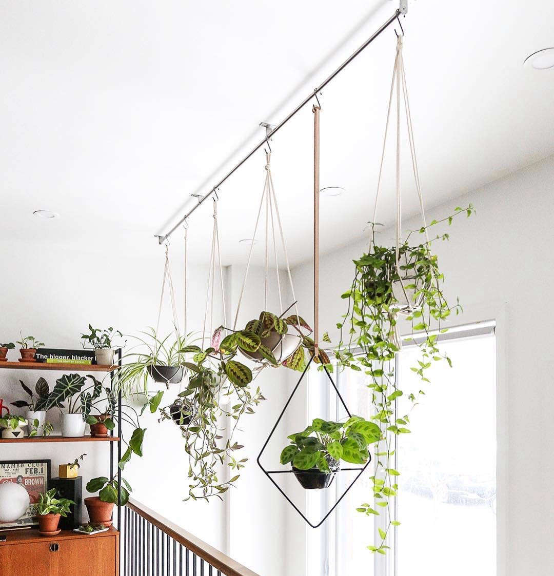 Jonathan Lefrançois has a cat named Grysou so he tries to position his plants out of reach of paws with some creative hanging methods.