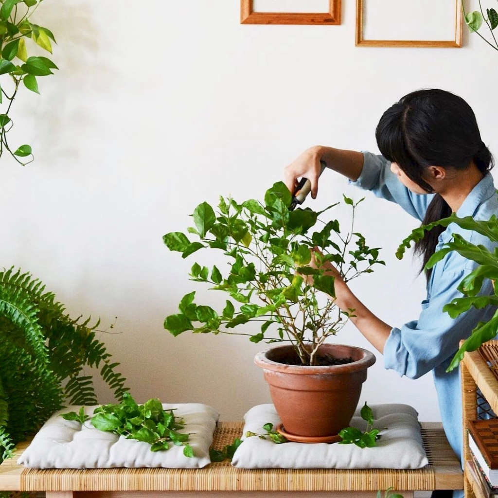 houseplant 10 Best Hashtags to Explore on Instagram Gardenista