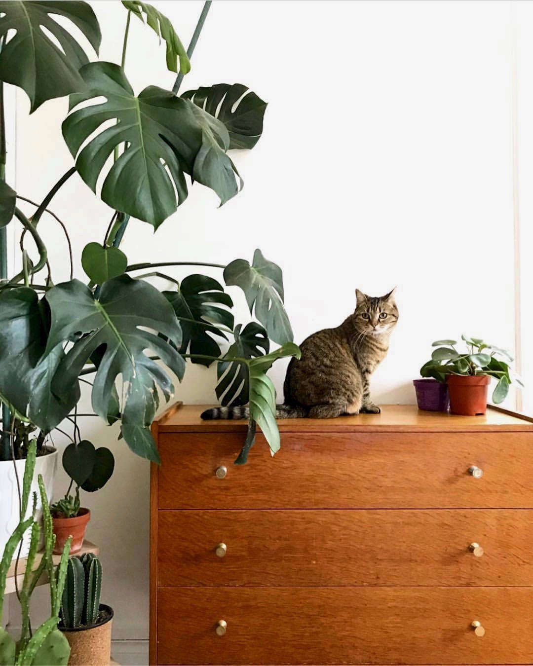 houseplant 10 Best Hashtags to Explore on Instagram Gardenista