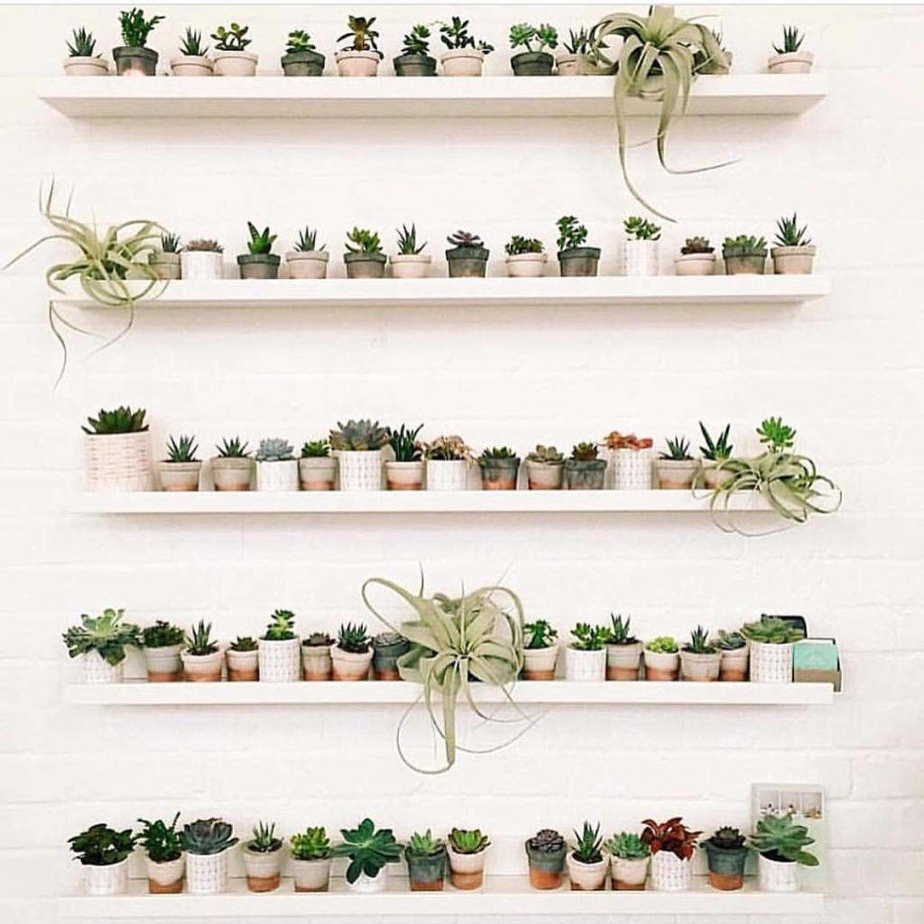 houseplant 10 Best Hashtags to Explore on Instagram Gardenista