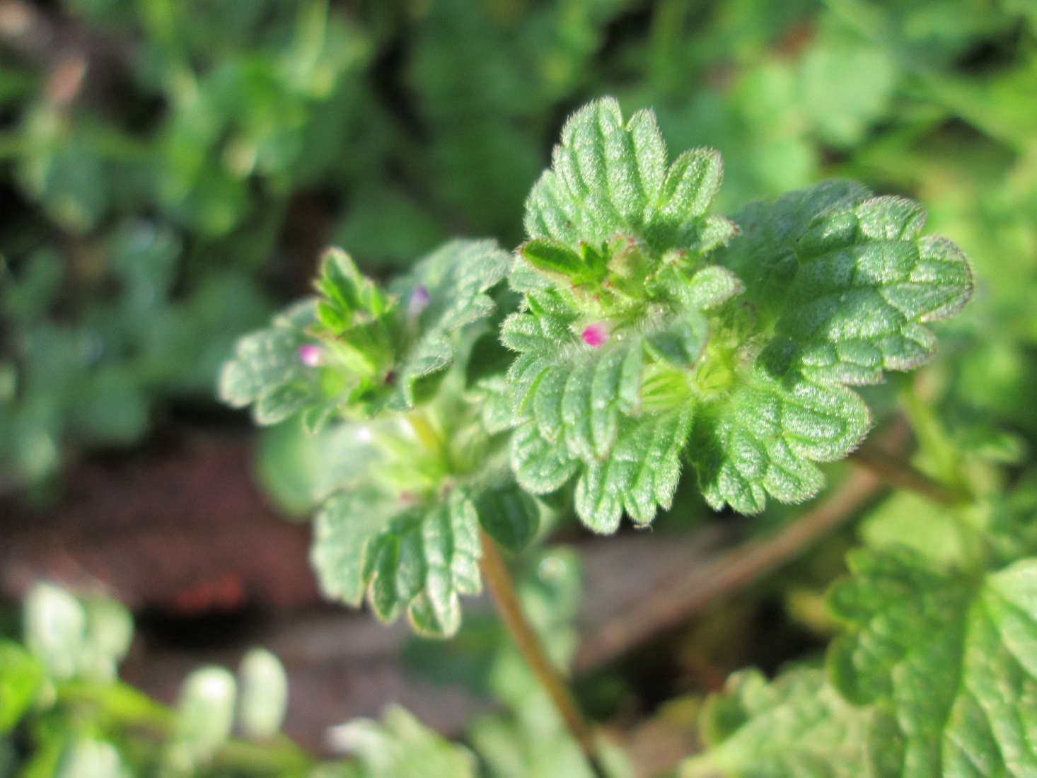 Lamium amplexicaule. Photograph by Andreas Rockstein via Flickr.