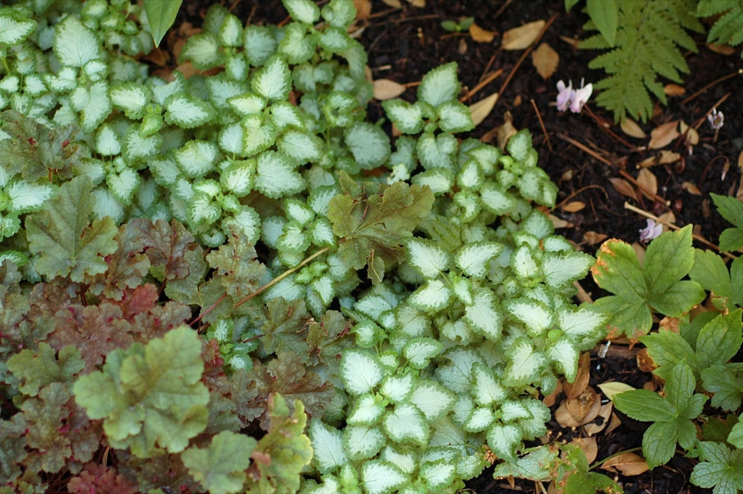 Lamium creates a tapestry, mingling with coral bells, cyclamen, and other ground covers. Photograph by Meet the People, Witness via Flickr.