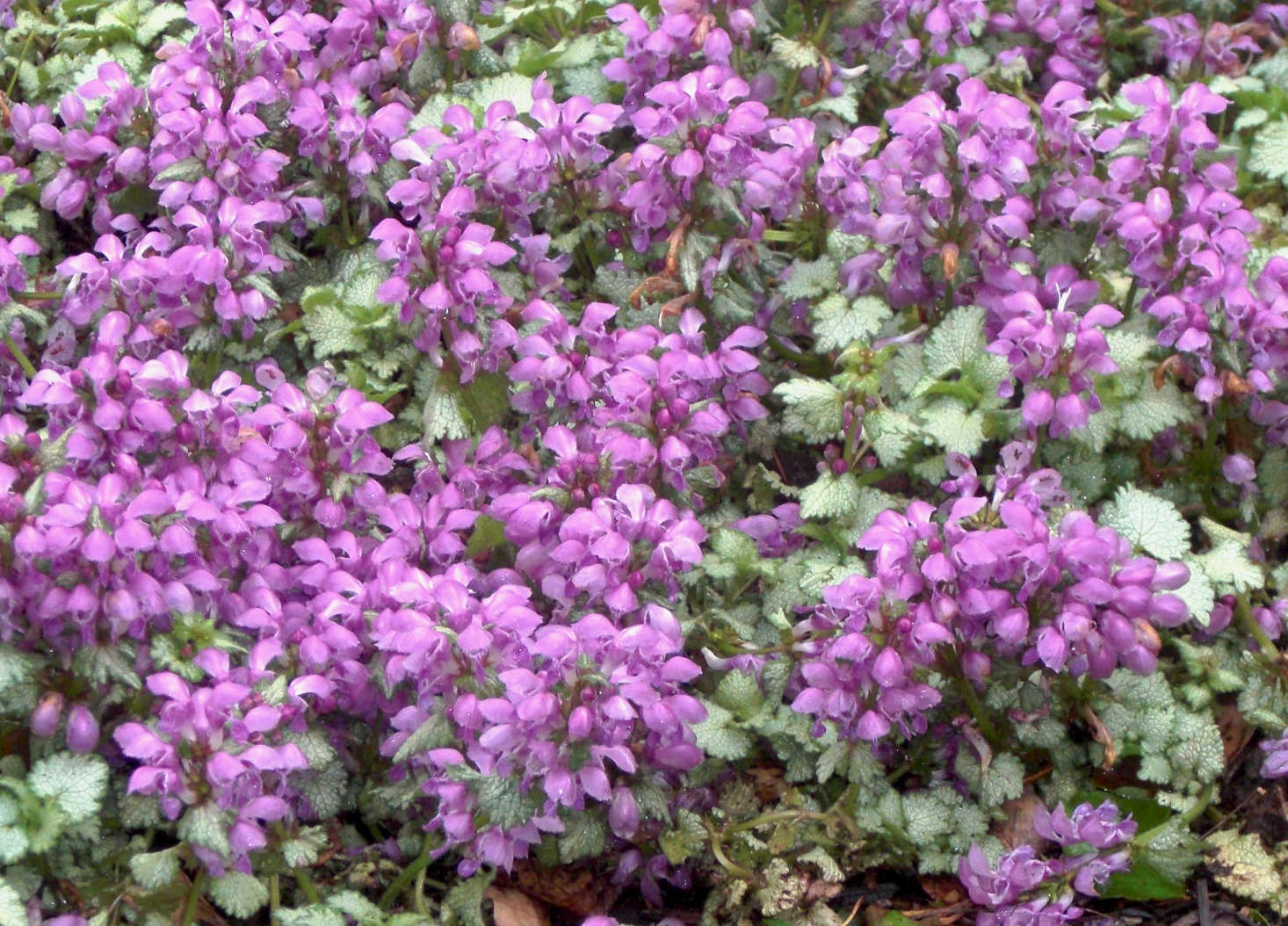 Lamium maculatum 