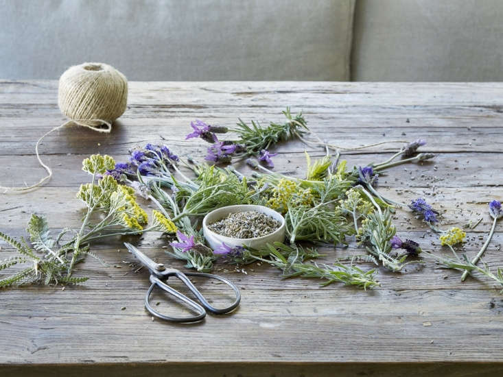 Loves me, loves me not, (clearly) loves me. Read more about flowering lavender in Everything You Need to Know About Lavender (Plus 5 Kinds to Grow).