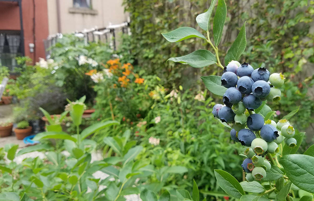 Blueberry bushes thrive in my Brooklyn garden.