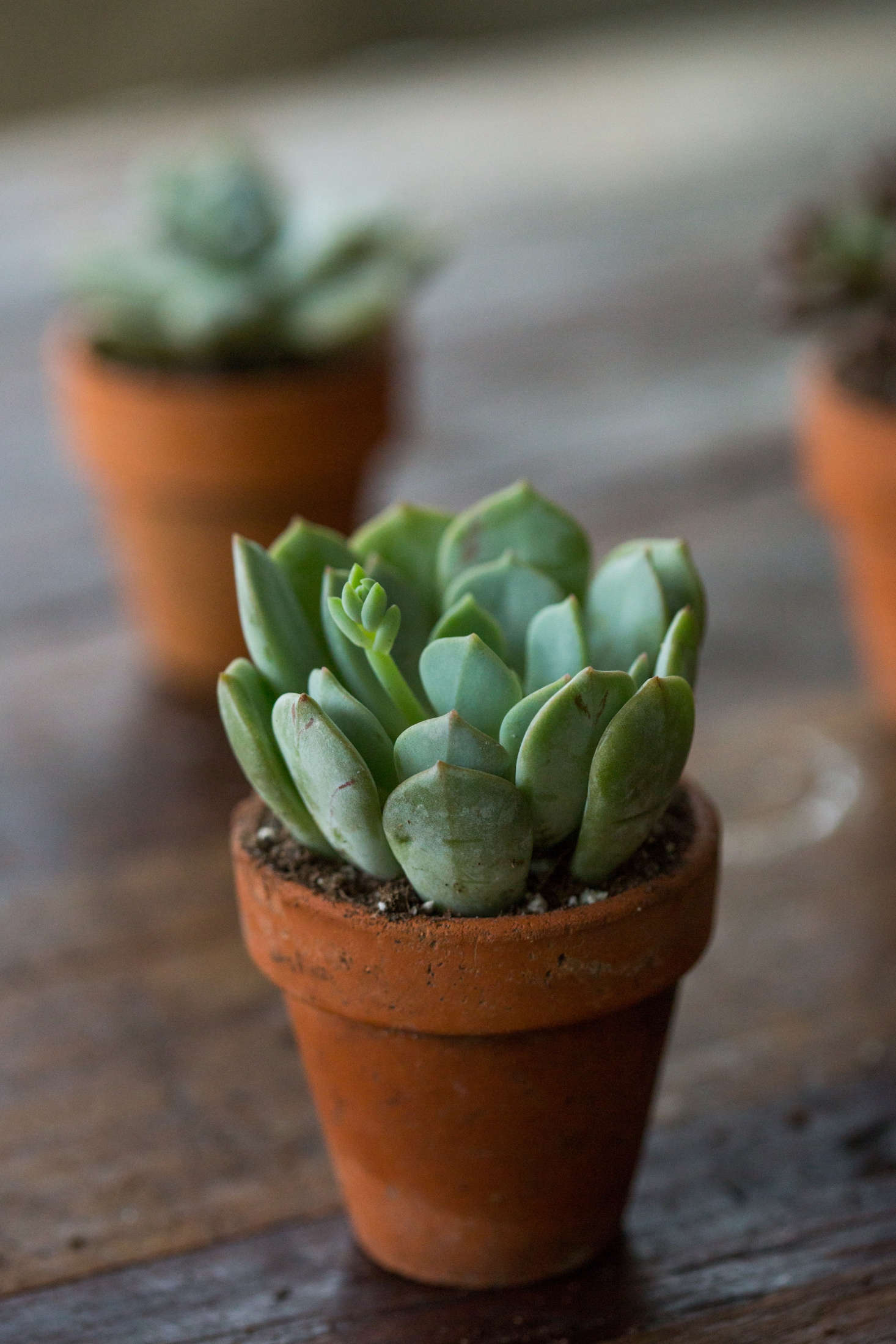Graptoveria 