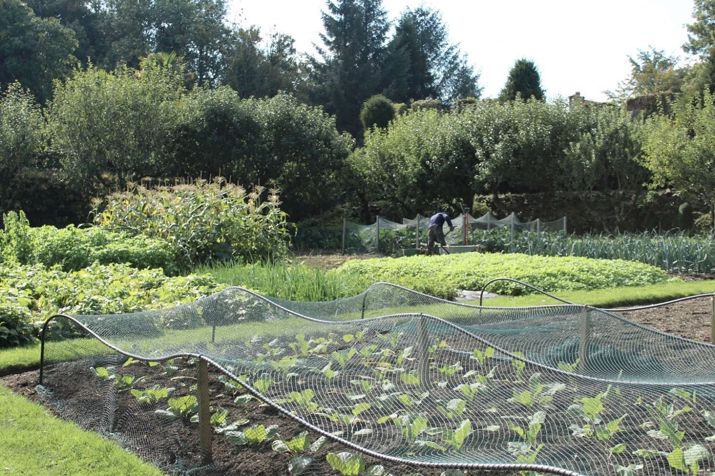 At Lismore Castle in Ireland, the seven-acre garden includes a kitchen garden for growing fruit and vegetables used by the restaurant and family. See more at Lismore Castle in Ireland: An Insider’s View Through the Seasons. Photograph by Lee Behegan.
