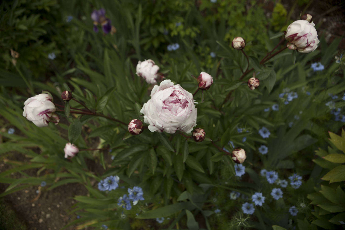 Paeonia lactiflora 