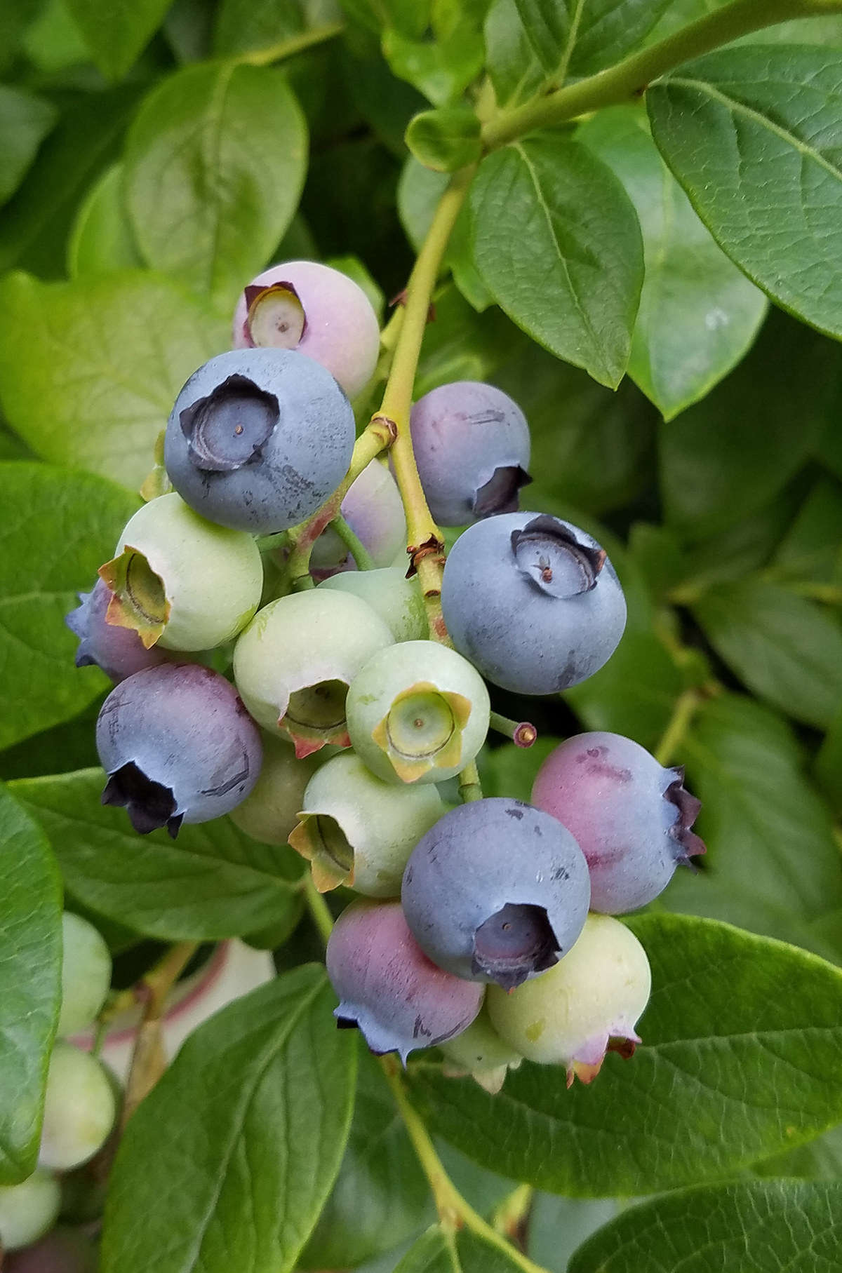 Highbush blueberries are hardy in USDA growing zones 6 to 8.