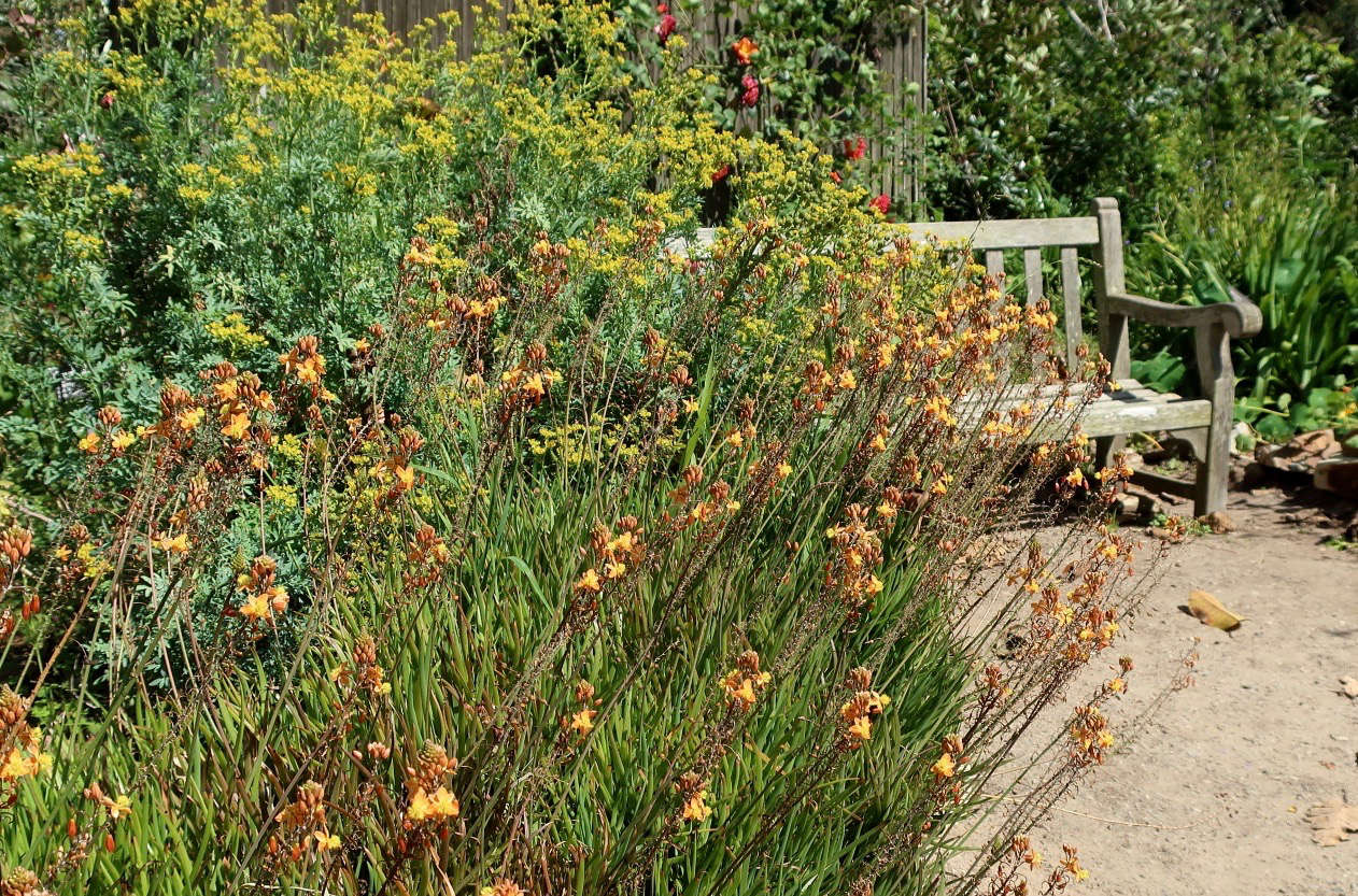 Rue intermingles with Bulbine frutescens at the San Diego Botanic Garden. Photograph by Cultivar4 via Flickr.
