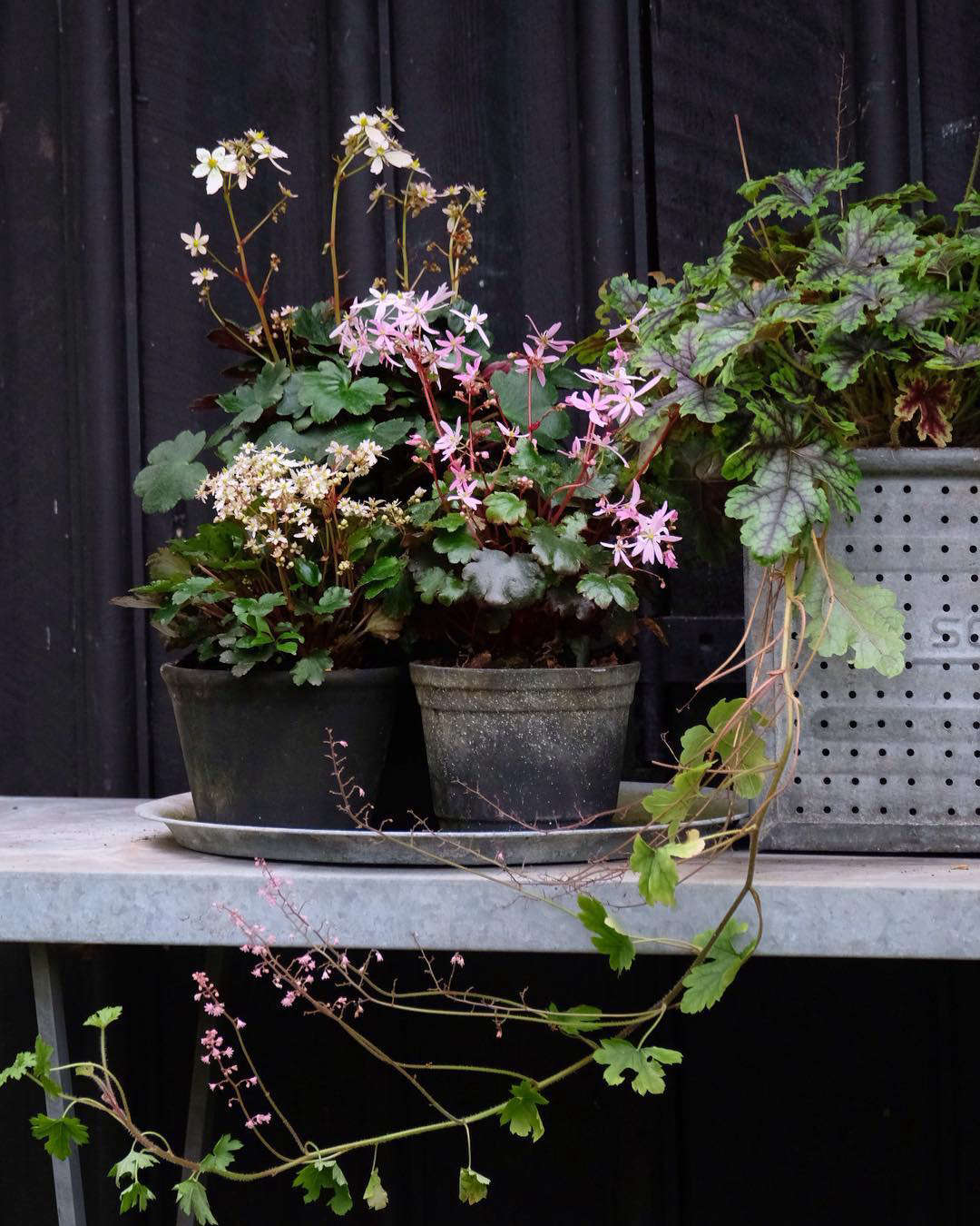 Saxifragia and heuchera look just as lovely in pots as in a garden bed. For more, see Garden Outpost: An Instagram Star on an Island in Denmark. Photograph by Mette Krull.