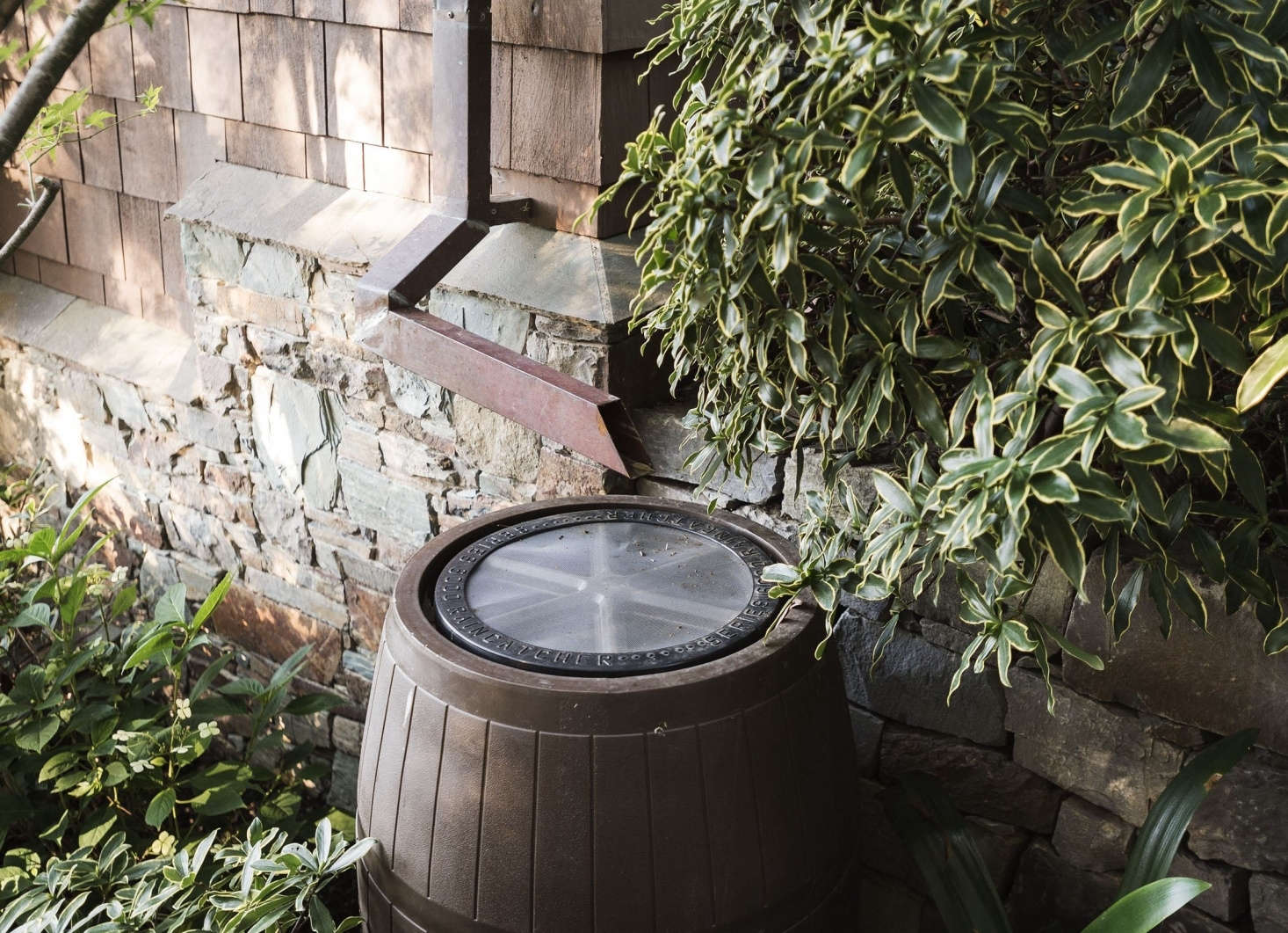 Photograph by Matthew Williams for Gardenista, from Curb Appeal: Landscaping Ideas for a Low-Water Garden.