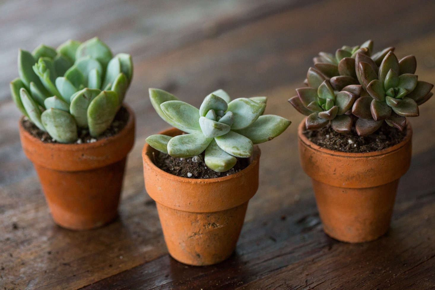 Three hybrids talk things over; (from left:) Graptoveria 