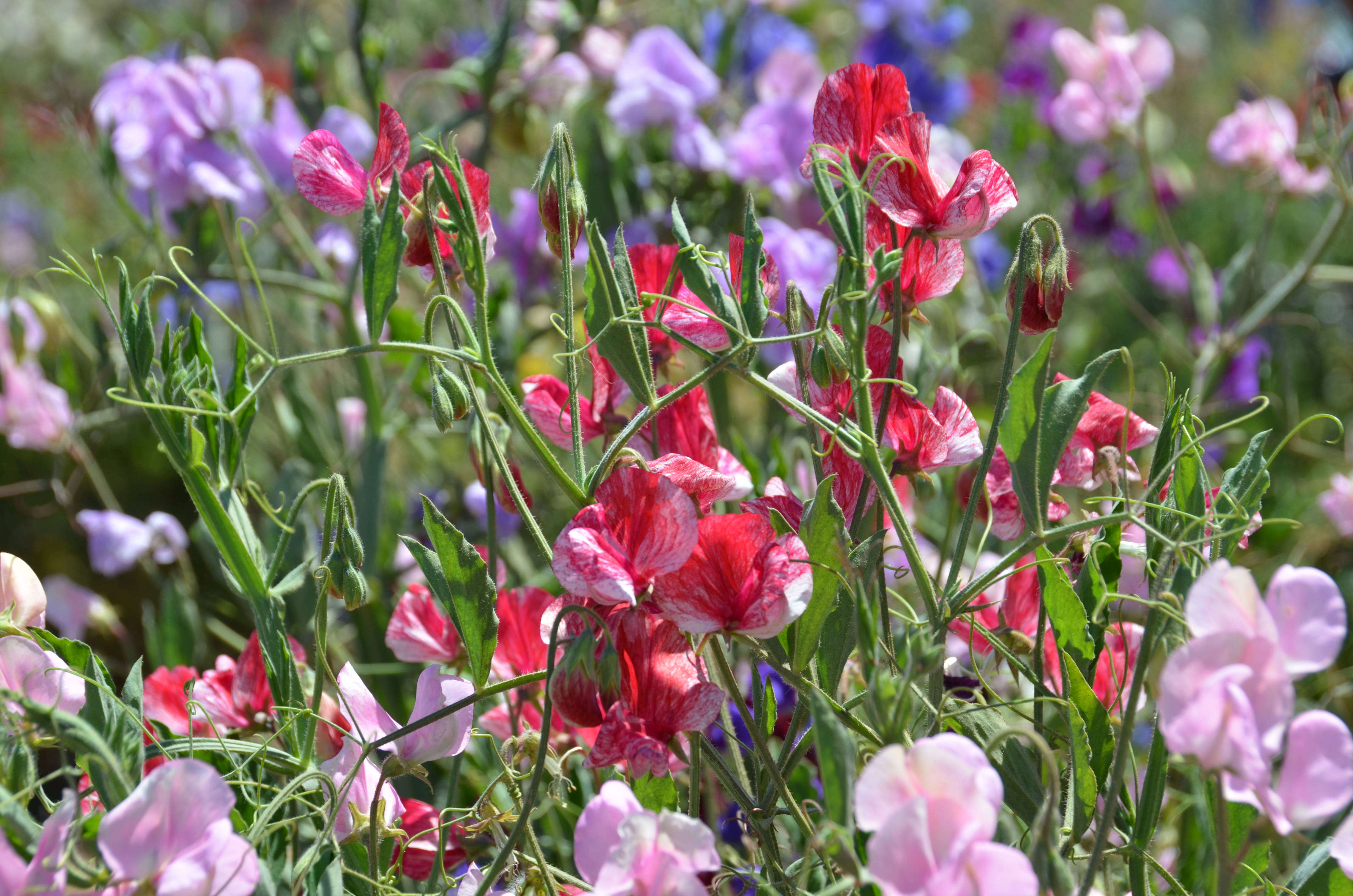 How to Successfully Grow Sweet Peas A Field Guide to Planting, Care