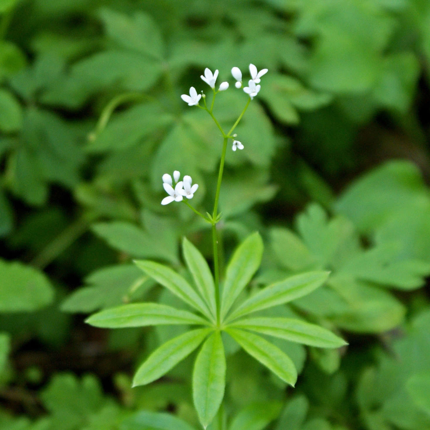 G. odoratum