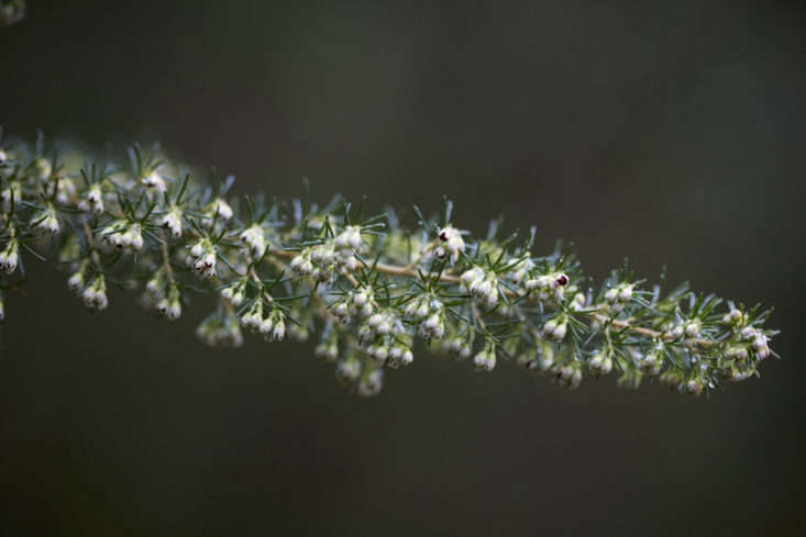 Tree heather at Beth Chatto&#8\2\17;s garden in Essex.