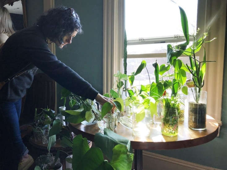 Start the plant swap with a display table where everyone can ogle the goods. Photograph courtesy of A Fresh Start.