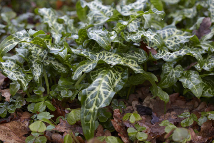 Arum italicum provides competition for spreading oxalis (wood sorrel).