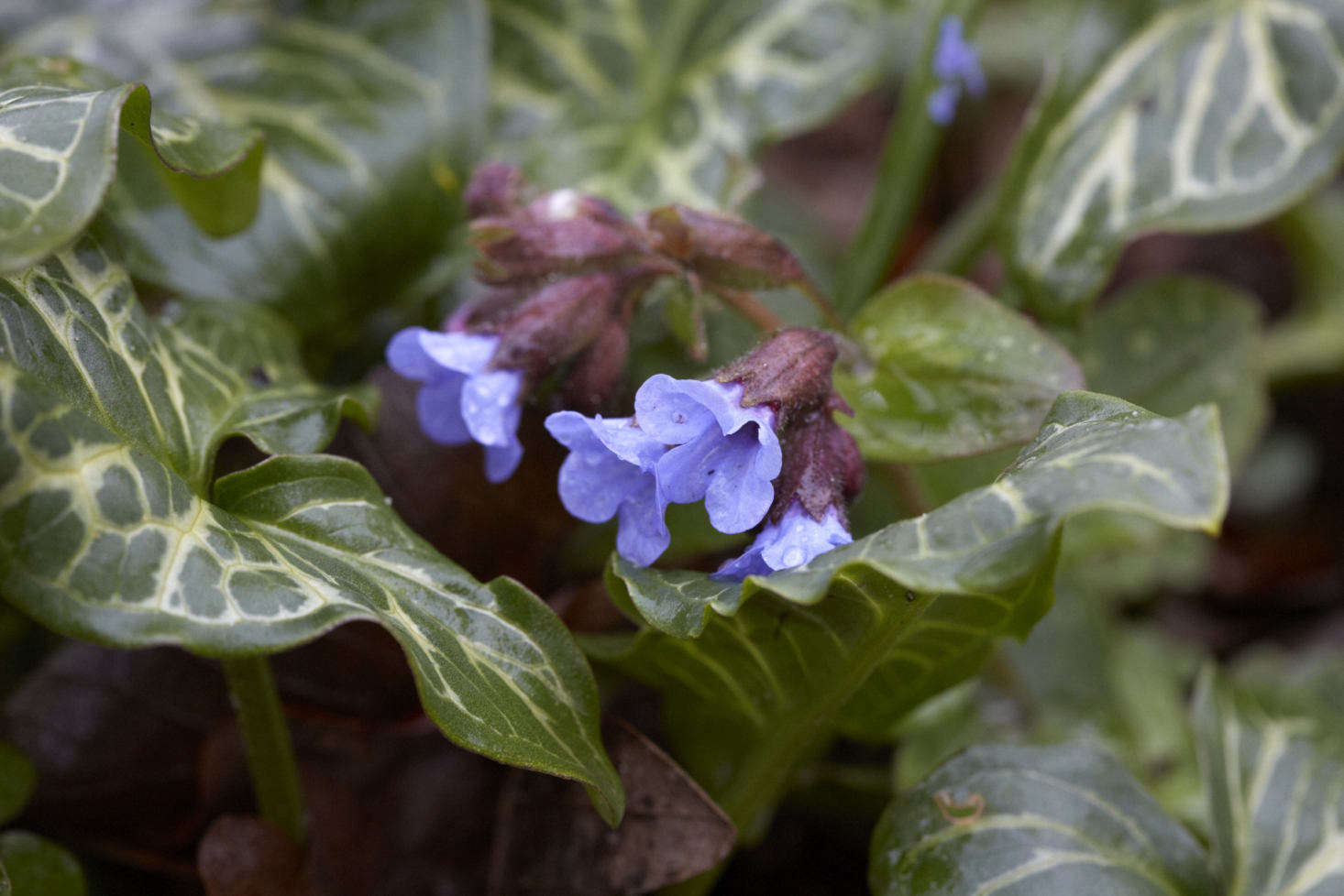 Clear blue Pulmonaria emerges from a bed of Arum italicum in spring.