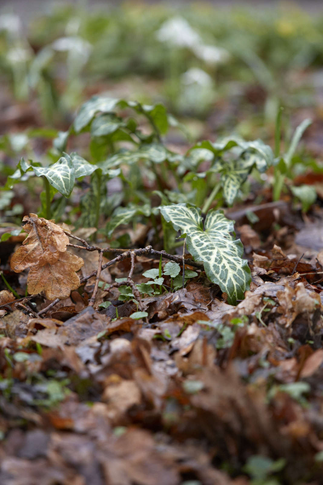 Think of Arum italicum as companion planting to dead leaves, particularly oak.