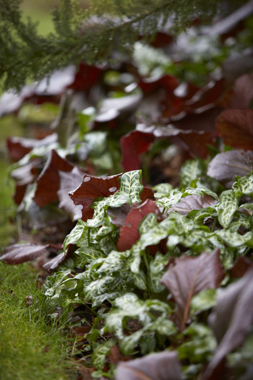 A shiny carpet of color and leaf shape, Italian arum with Bergenia, held in by grass.