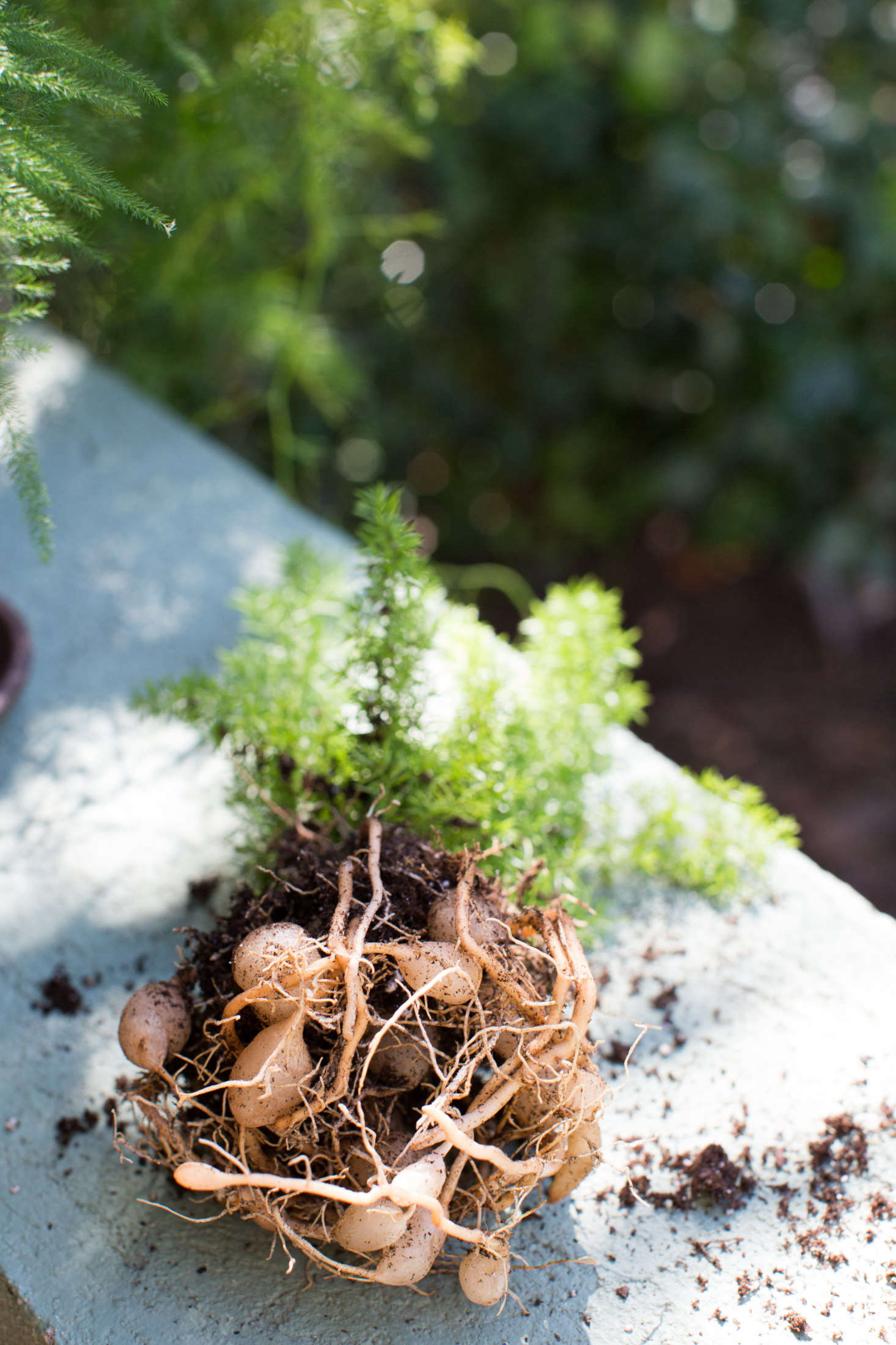 Asparagus ferns