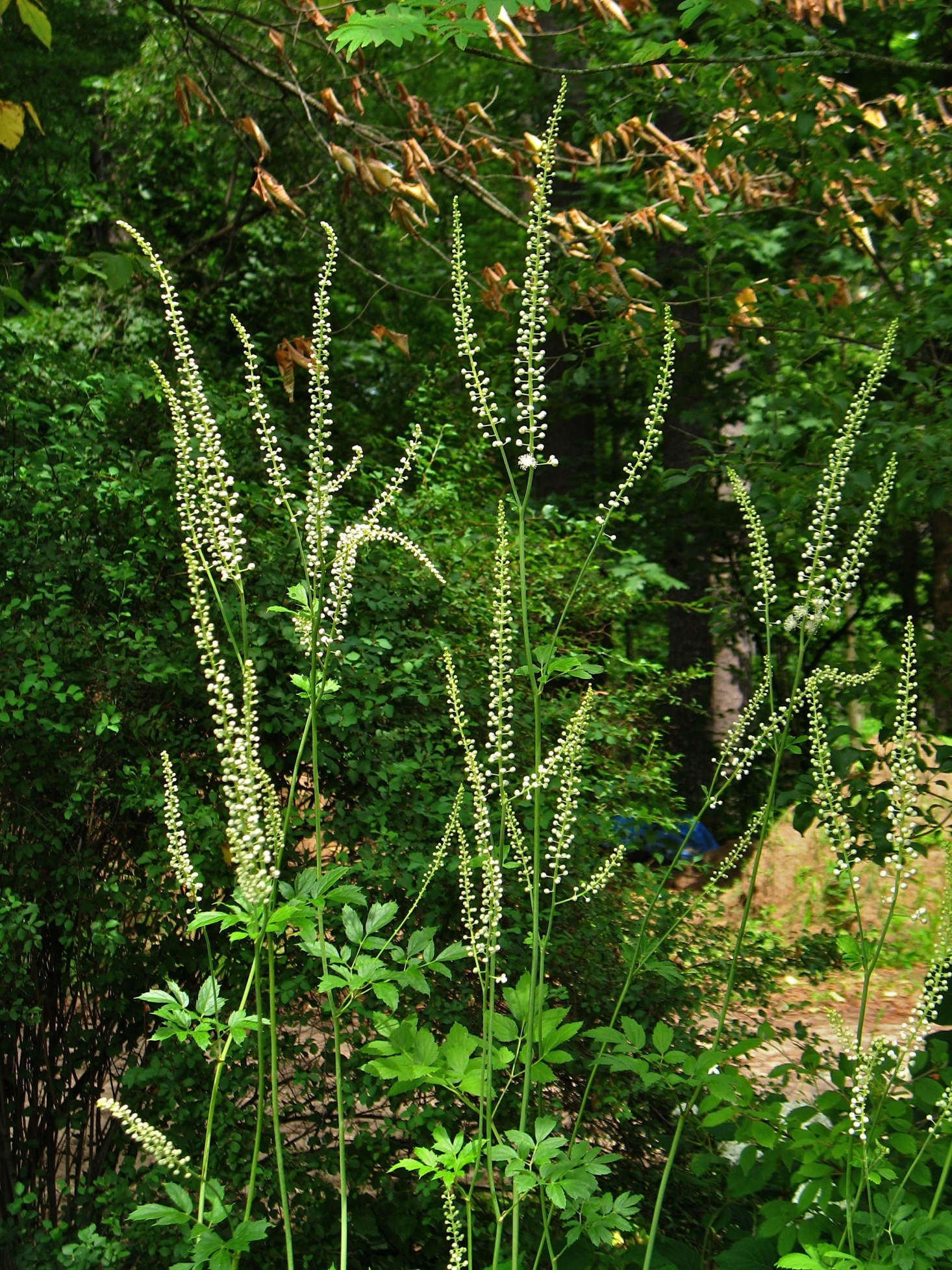 10 Native Wildflowers to Plant in Your Garden