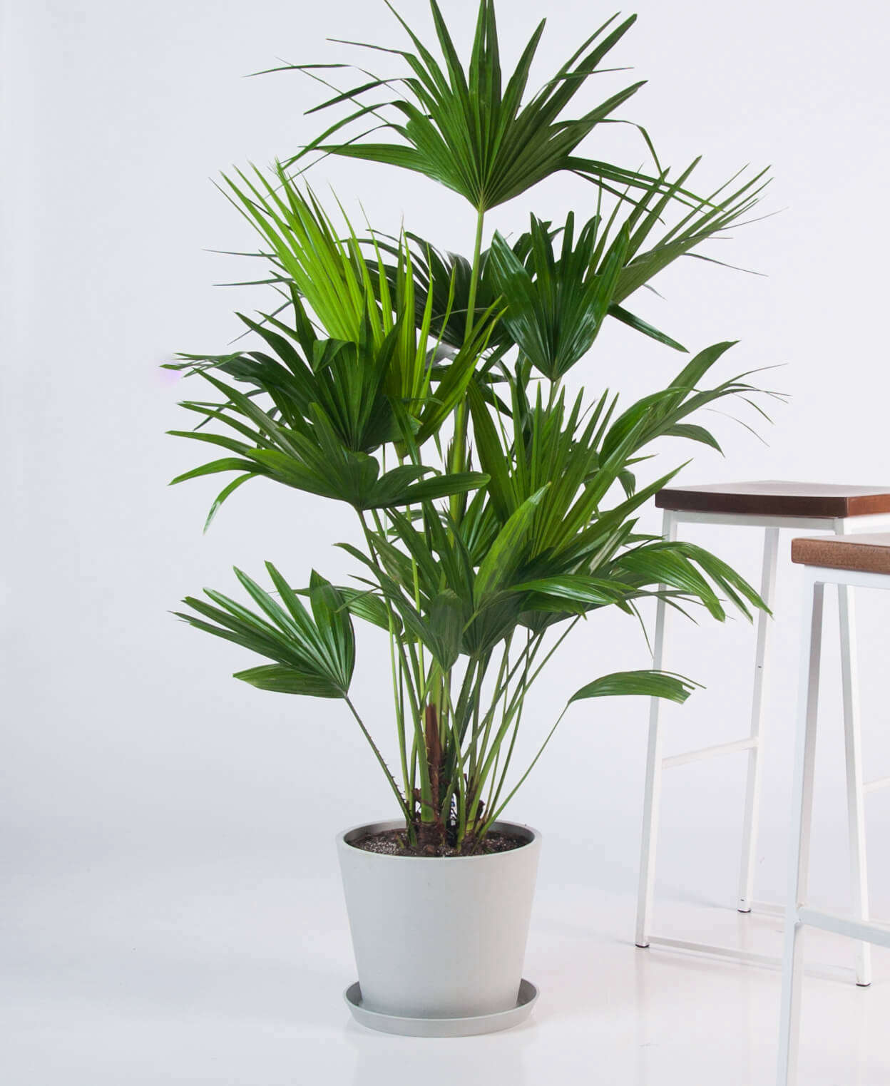 The Chinese Fan Palm falls under Bloomscape’s categories of extra-large plant, safe for cats and dogs, and relatively low maintenance; $5.