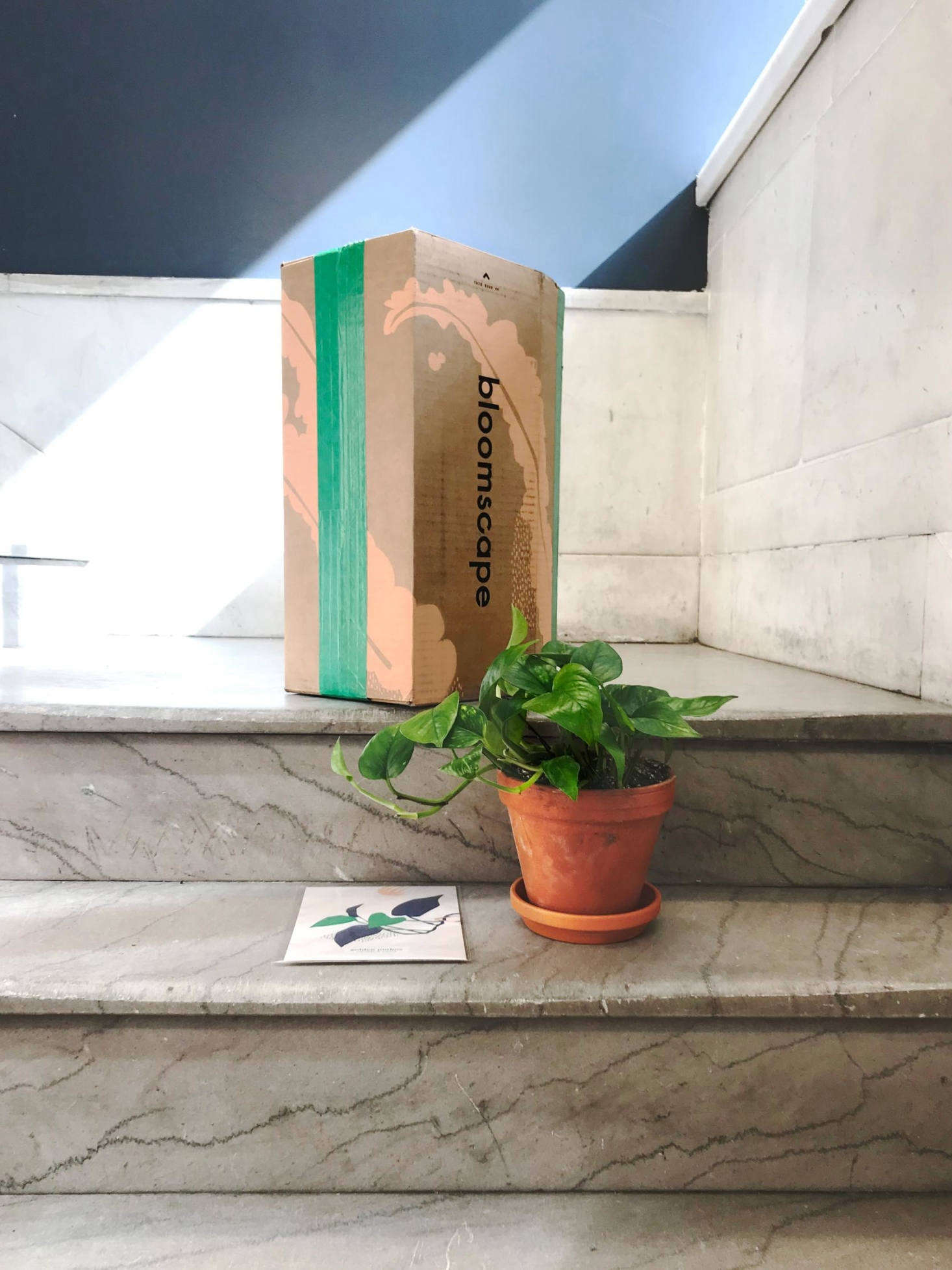 Plants arrive in cardboard packaging that Mast developed using his family