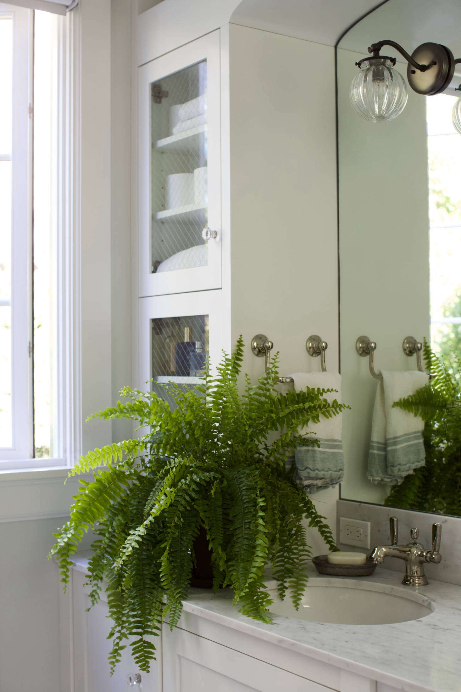 Is there something familiar about this scene? What could possibly go wrong for this Boston fern (Nephrolepis exaltata bostoniensis)?