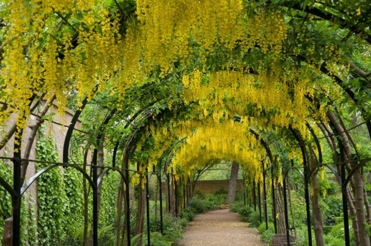 Laburnums bloom in May and June on the pergola in the Queen&#8\2\17;s Garden. For visiting hours and information, see Kew.