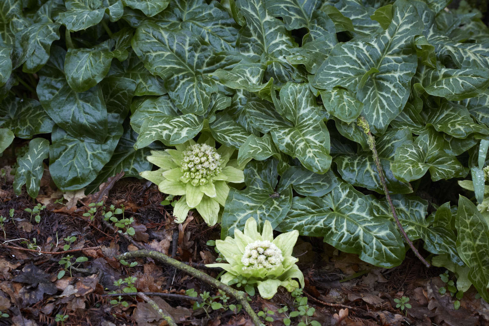 How to Successfully Grow Butterburs A Field Guide to Planting, Care