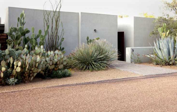 In Paradise Valley, Arizona, a shallow entry garden (which leads to a courtyard) is planted with Dasylirion, Ocotillo (Fouquieria splendens), and common prickly pear (Opuntia ficus-indica). Martino planted the Opuntia ‘Santa Rita’ (at left) “when it was just one or two little pads.”