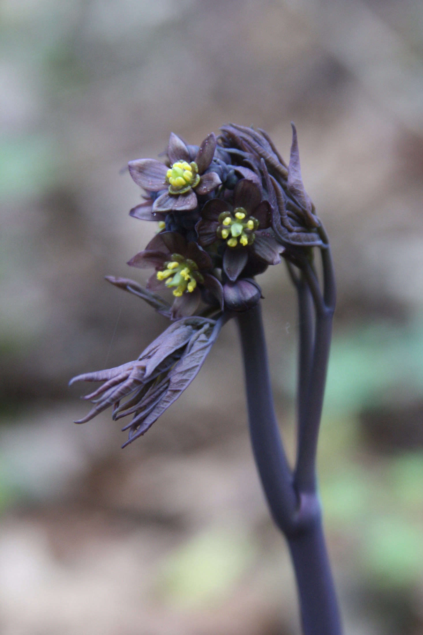 10 Native Wildflowers to Plant in Your Garden