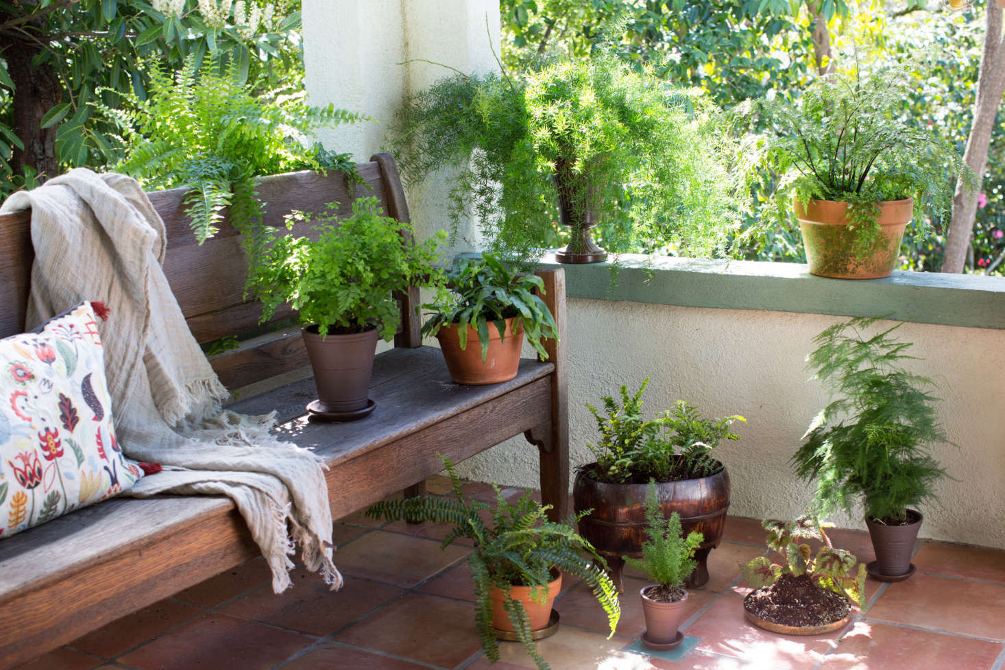 Fern family, dappled sunlight, all is well.