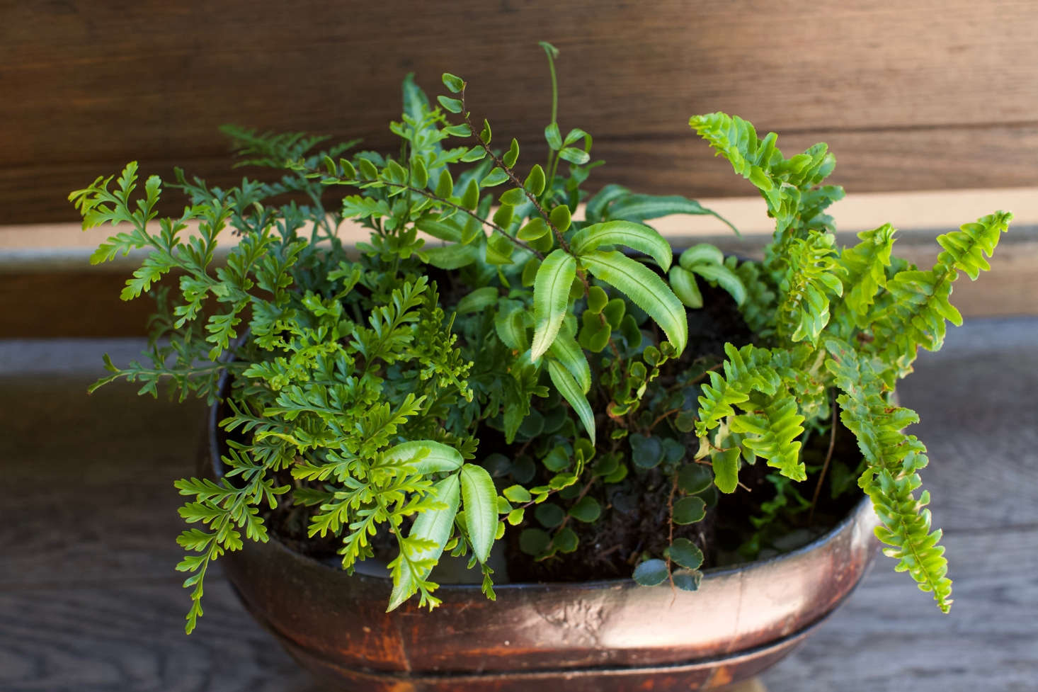 Asplenium bulbiferum (at left) is commonly known as mother spleenwort fern and also is a good choice for a shade garden.