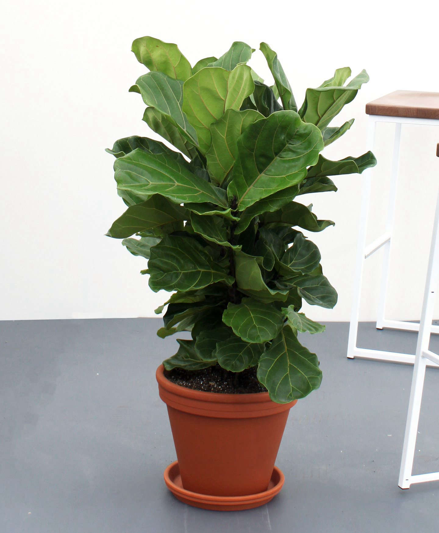 By popular demand, they also carry the finicky Fiddle-Leaf Fig; $5. If you