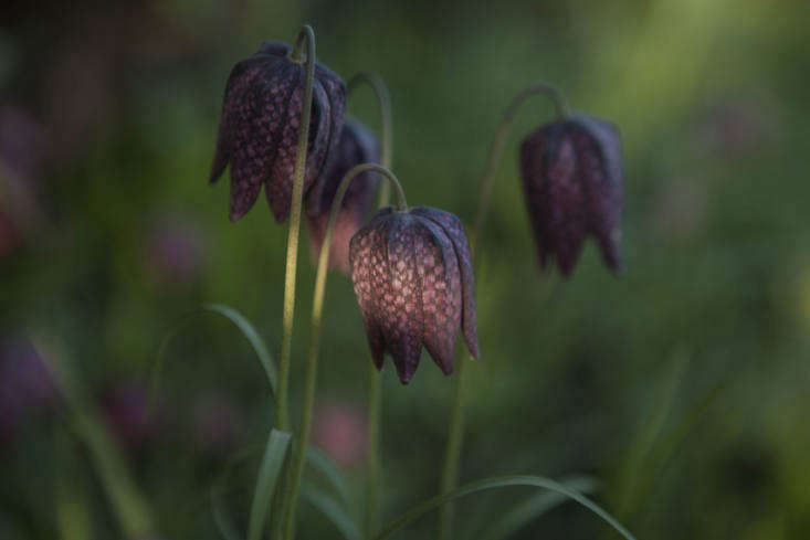 Guinea-hen patterning on Fritillaria meleagris.