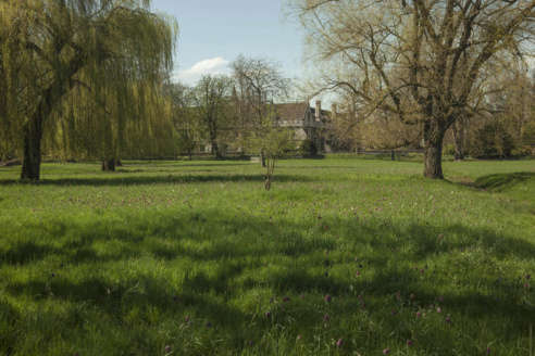 Magdalen walks essay 06 image