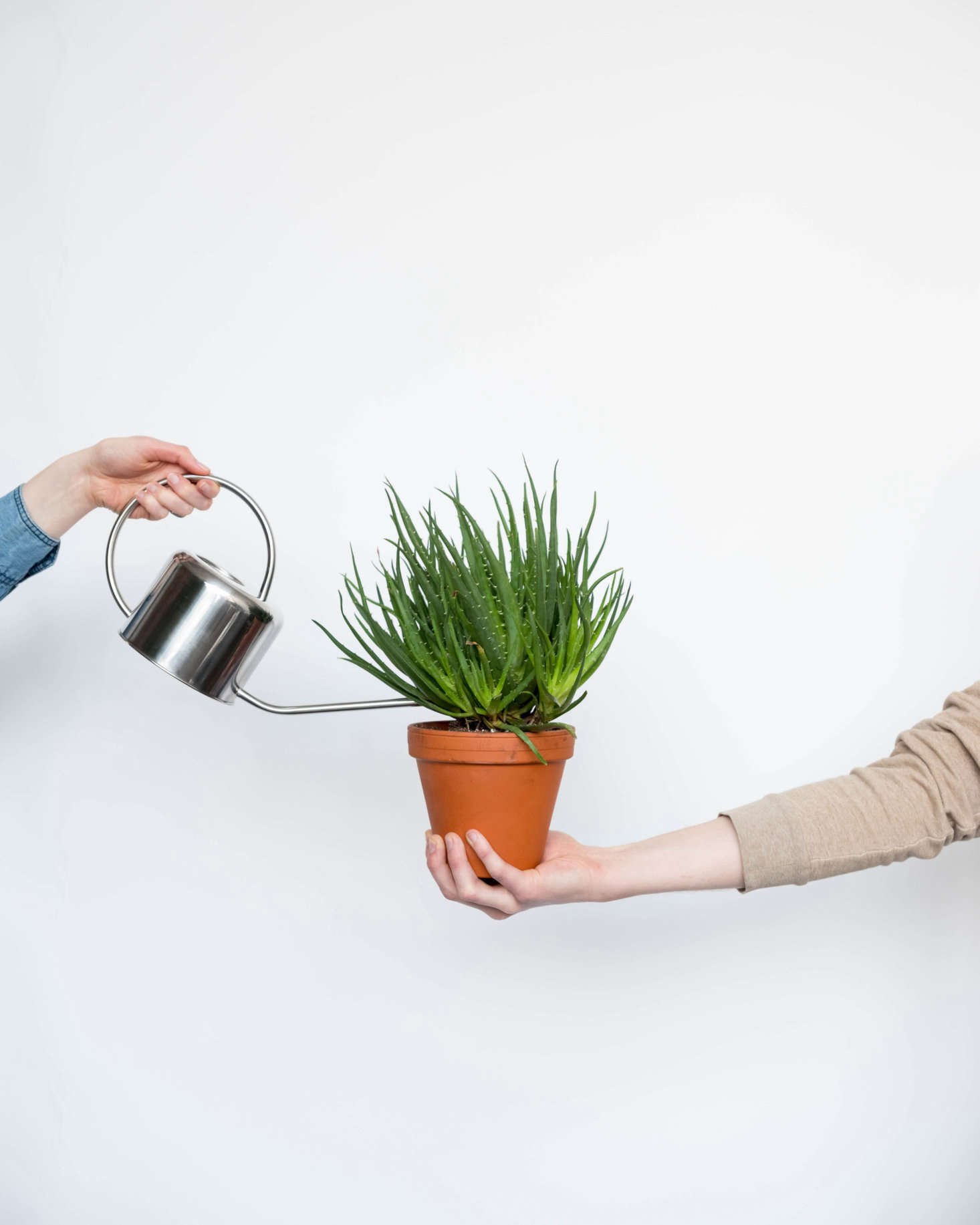 Meet a small (by Bloomscape standards) and 