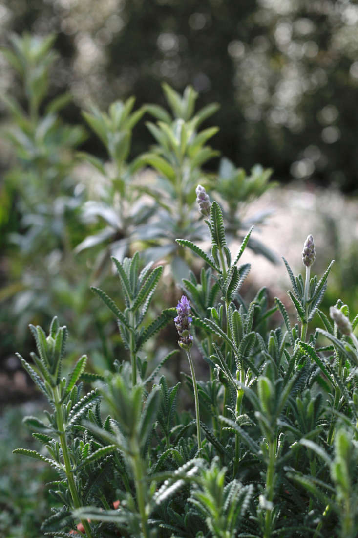 A cultivar of gray French lavender, silvery L. dentata candicans has larger leaves with a silvery cast.