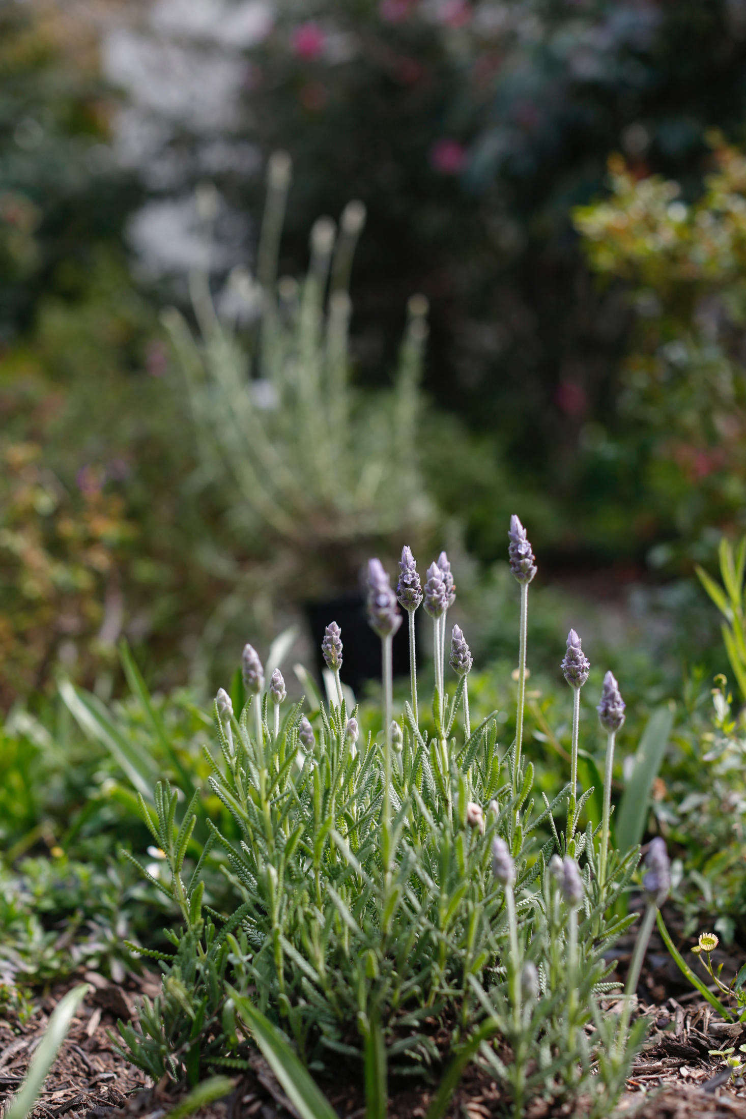 L. dentata, which is often labeled as gray French lavender at plant nurseries, has gray-green foliage with prominent dogtooth margins.