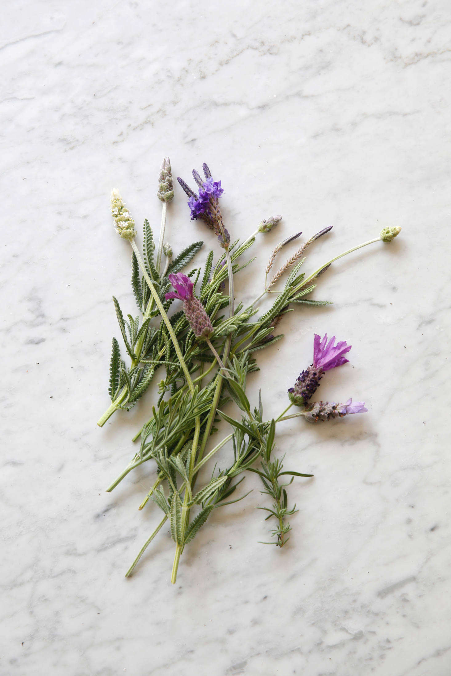 Pick a posey. In this jumble are the five happiest lavenders in my garden: Lavandula pinnata var. buchii, L. dentata, L. dentata candicans, L. dentata 