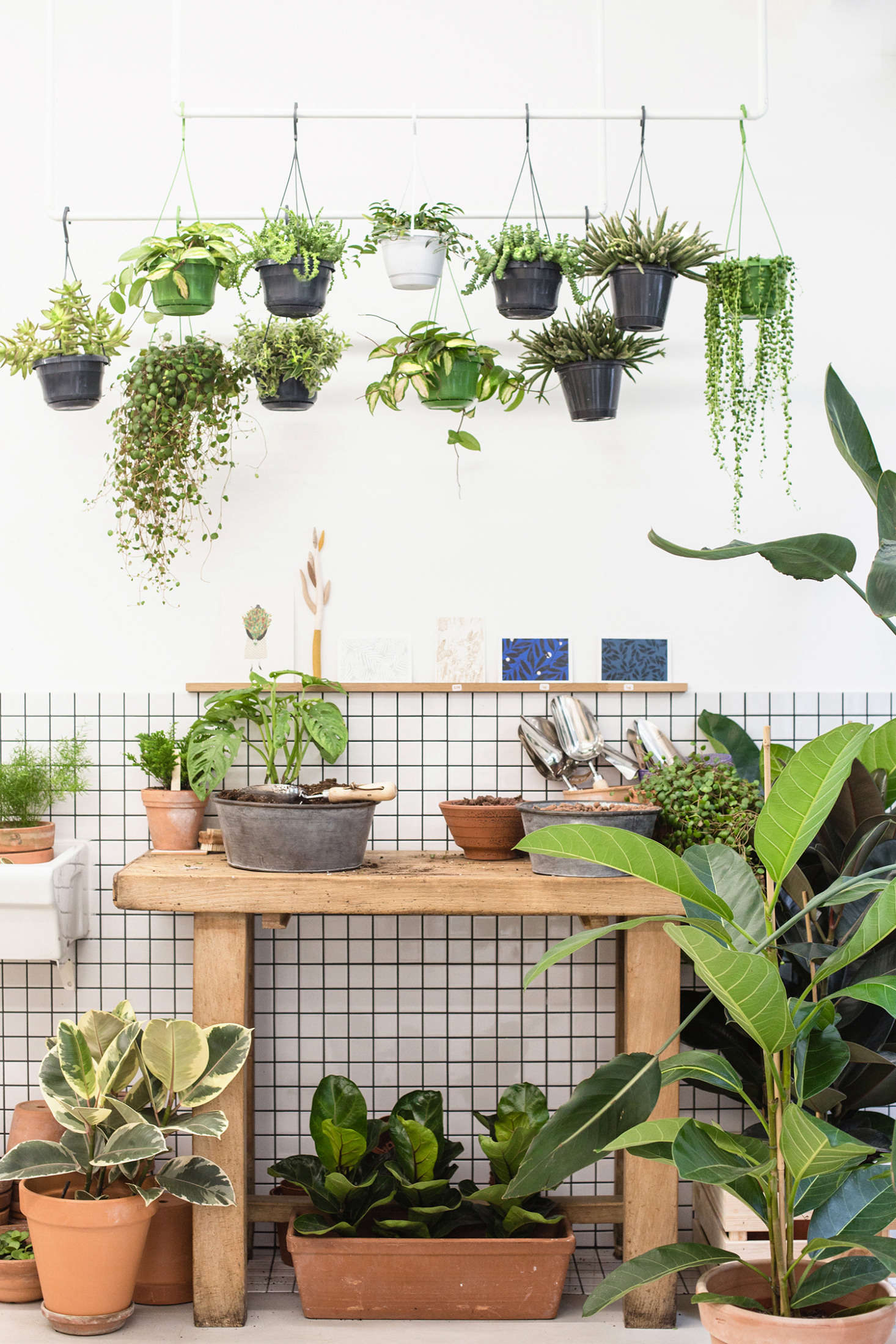 On offer are vigorous specimens of succulents including a handsome, trailing string of pearls (Senecio rowleyanus) at right; variegated pothos vines (at center), and baby fiddle-leaf-fig trees (in a terracotta planter beneath the potting bench).