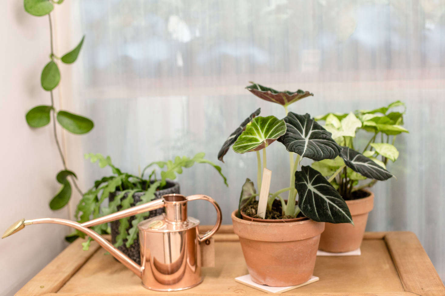 A small copper watering can from UK-based Haws has a long-reach spigot.