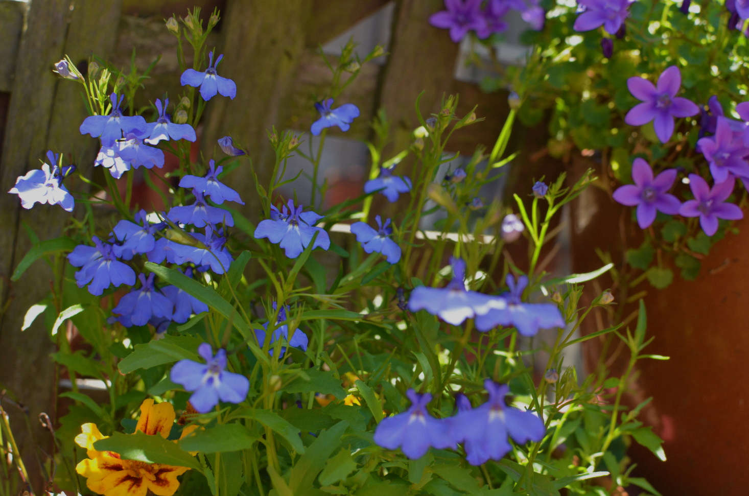 Lobelias A Guide to Planting Colorful Annual Flowers in Garden Beds