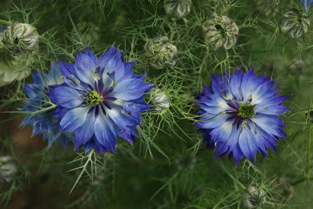 LoveinaMist What You Need to Know to Successfully Grow Nigella