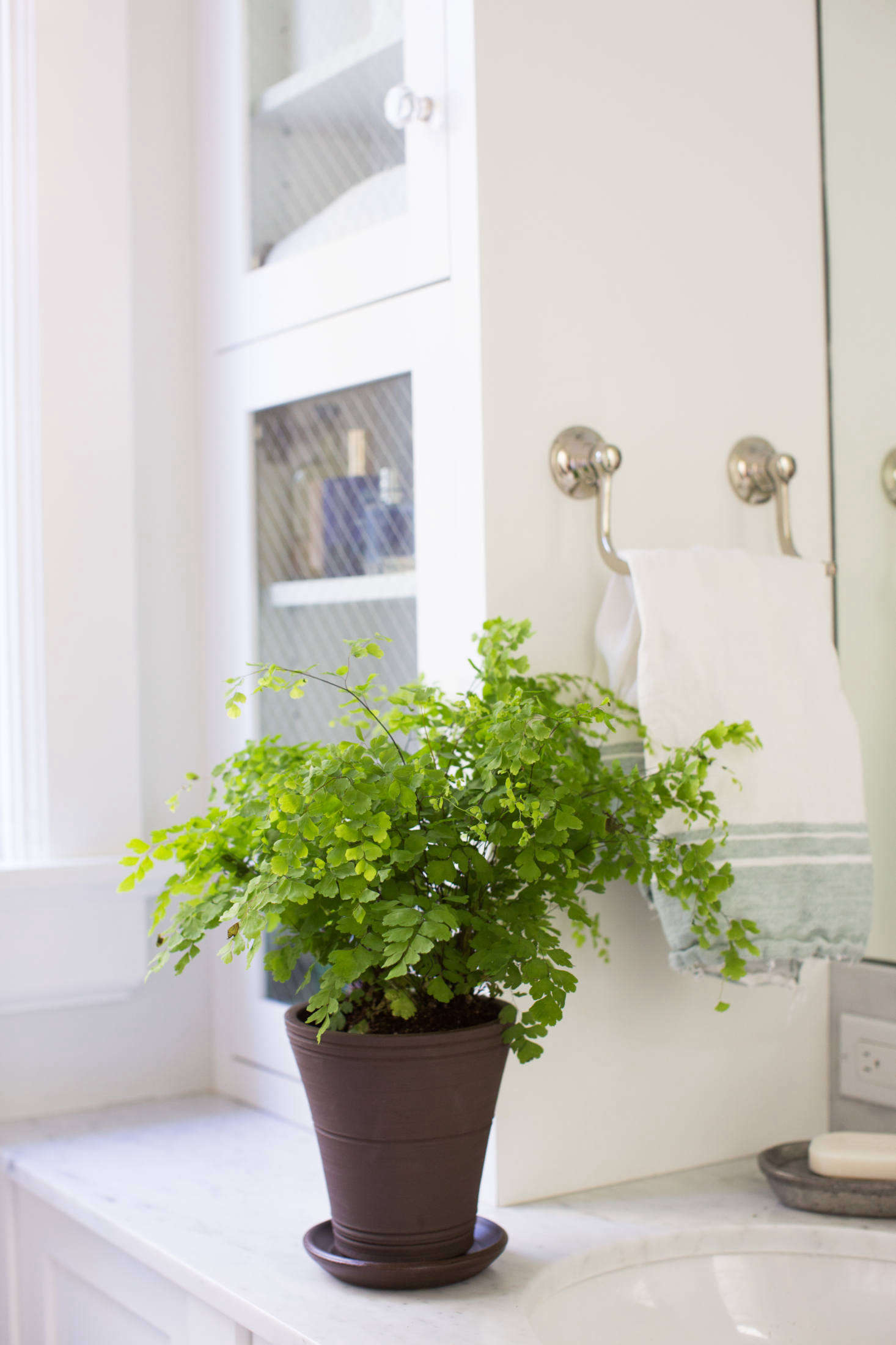 If you dare grow a maidenhair fern (Adiantum raddianum), a humid bathroom makes a nice home. Photograph by Mimi Giboin.