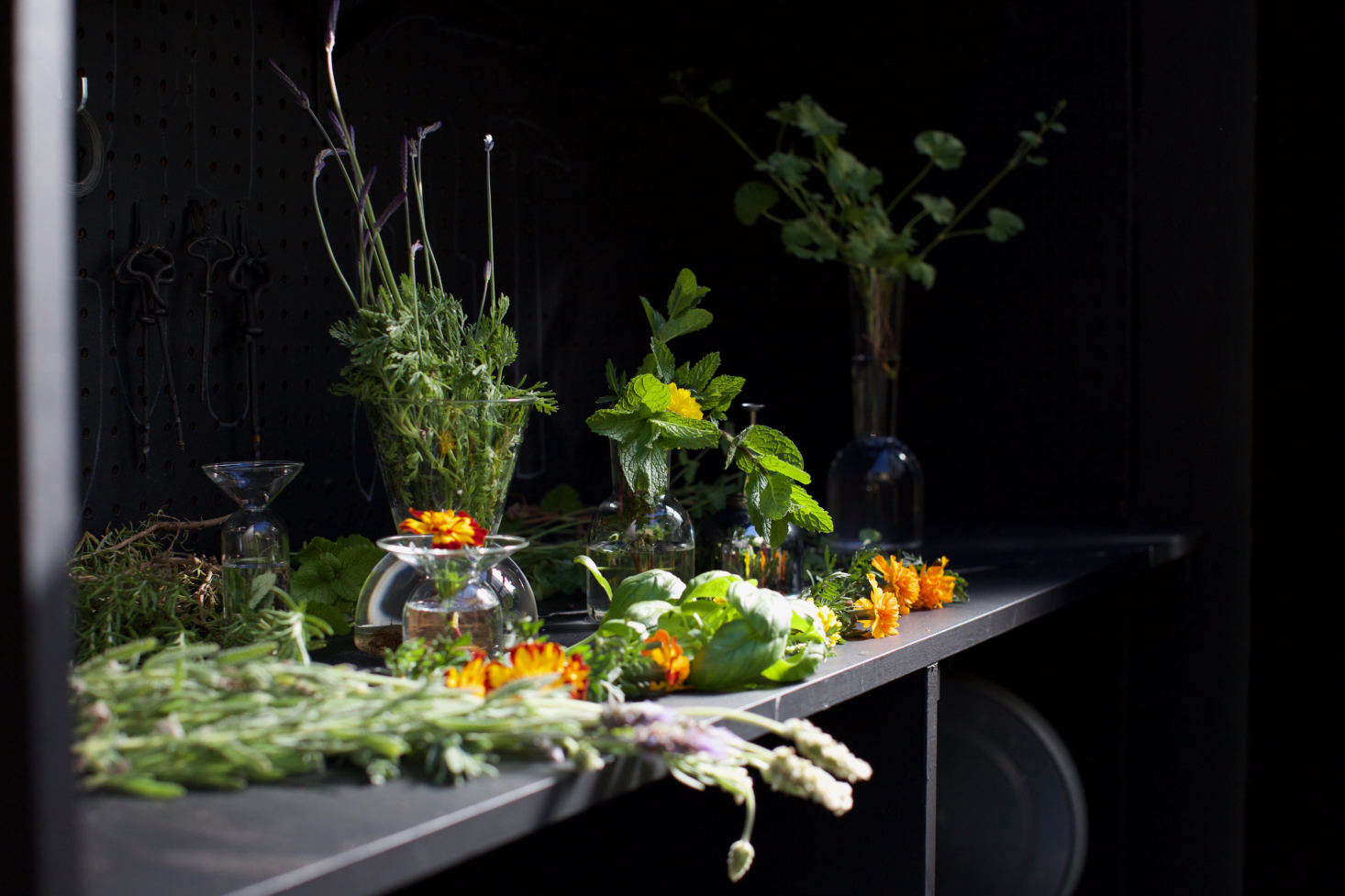 Lavender, basil, scented geraniums, and chrysanthemums emit odors that smell wonderful to humans. But mosquitos disagree. Photograph by Mimi Giboin.