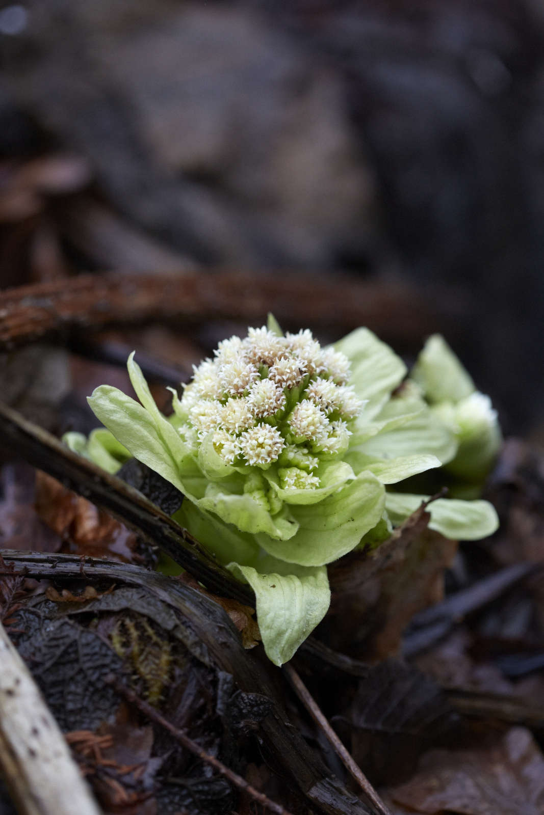 Take your pick between Petasites japonicus and Petasites japonicus var. giganteus.